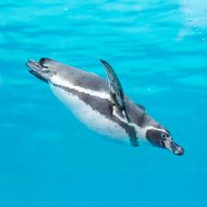 フンボルトペンギン