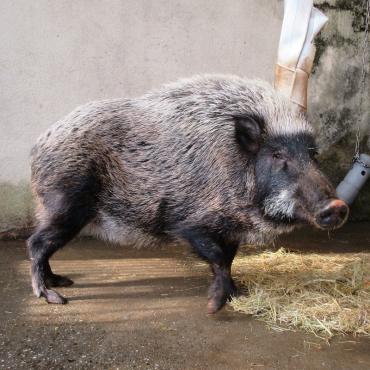 福岡市動物園｜ニホンイノシシ