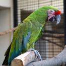 ミドリコンゴウインコ