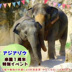レッサーパンダ「ノゾム」7歳のお誕生日会を開催します