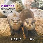 （※3/18 追記）コツメカワウソ「風」「くろた」お別れガイドを開催します