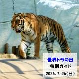 「世界トラの日」特別ガイドを開催します