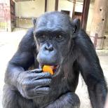 チンパンジーの来園について