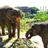 アジアゾウの特別イベントを開催します