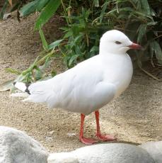 ギンカモメ
