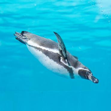 福岡市動物園｜フンボルトペンギン