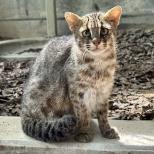 ツシマヤマネコの来園および転出、展示個体変更について