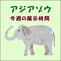 アジアゾウの公開時間について(3/17～3/22) 