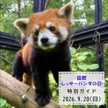 「国際レッサーパンダの日」特別ガイドを開催します