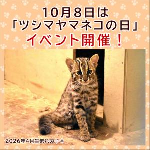 ツシマヤマネコイベント開催