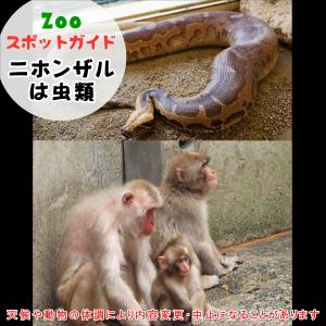 飼育員によるZOOスポットガイド。 当園に暮らす動物たちのお話を中心に、生態やエサについて担当飼育員が楽しくご紹介します。