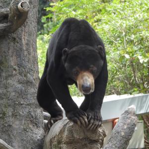 動物サポーター限定企画<バックヤードガイド>