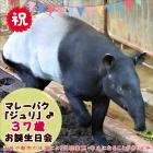 国内最高齢マレーバクの「ジュリ」37歳のお誕生日会を開催します