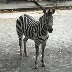 グラントシマウマ