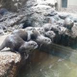コツメカワウソ特別ガイドを開催！