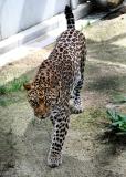 動物サポーター限定企画3月の〈バックヤードガイド〉について