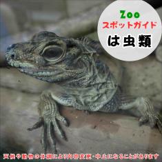 飼育員によるZOOスポットガイド。 当園に暮らす動物たちのお話を中心に、生態やエサについて担当飼育員が楽しくご紹介します。