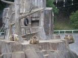 雪の動物園・猿団子できました