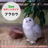 7月19日はフクロウ