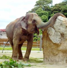 6月の動物サポーター限定企画バックヤードガイドを21日（日）15時30分からゾウ舎で実施します。