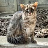 ツシマヤマネコの来園および転出、展示個体変更について