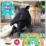 国内最高齢マレーバクの「ジュリ」30歳の誕生日会を開催します