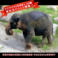 アジアゾウ「ゆずは」の誕生日イベントを開催します♪