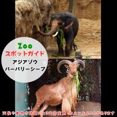 アジアゾウとバーバリーシープ
