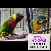 「オウム・インコの日」特別ガイドを開催します