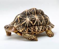 インドホシガメ