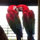 ベニコンゴウインコ