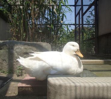 福岡市動物園｜アヒル