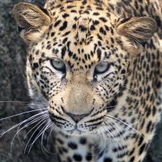 ヒョウ