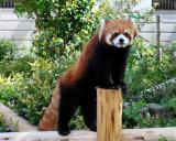 動物サポーター限定企画3月の<ハ゛ックヤート゛ガイド>について