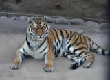 動物サホ゜ーター限定企画6月の<バックヤードガイド>について