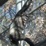 チンパンジー「ジュンコ」を一般公開します