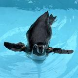 「ペンギントランプ図鑑でカードゲーム！ペンギンについて学ぼう！」を開催♪