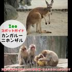 12月1日はカンガルーとニホンザル