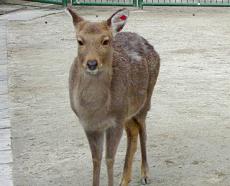 ツシマジカ