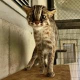 ツシマヤマネコ「妃（ひめ）」を一般公開します