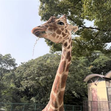 ジュラ