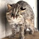 ツシマヤマネコ