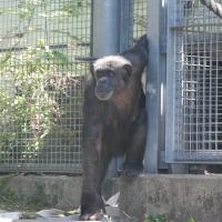 チンパンジー「キンコ」の死亡について
