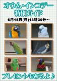 オウム・インコデー（特別ガイド）