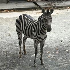 グラントシマウマ