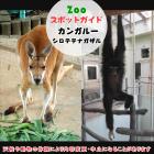 10月19日はカンガルーとシロテテナガザル