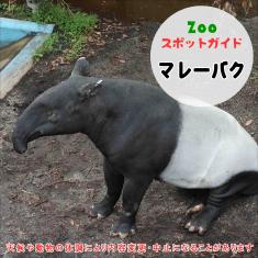 飼育員によるZOOスポットガイド。 当園に暮らす動物たちのお話を中心に、生態やエサについて担当飼育員が楽しくご紹介します。