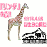 キリン「リンダ」3歳の誕生日会