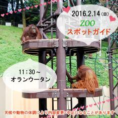 2016年2月14日(日)のスポットガイドは11：30～オランウータン