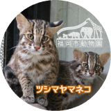 ツシマヤマネコ祭り
